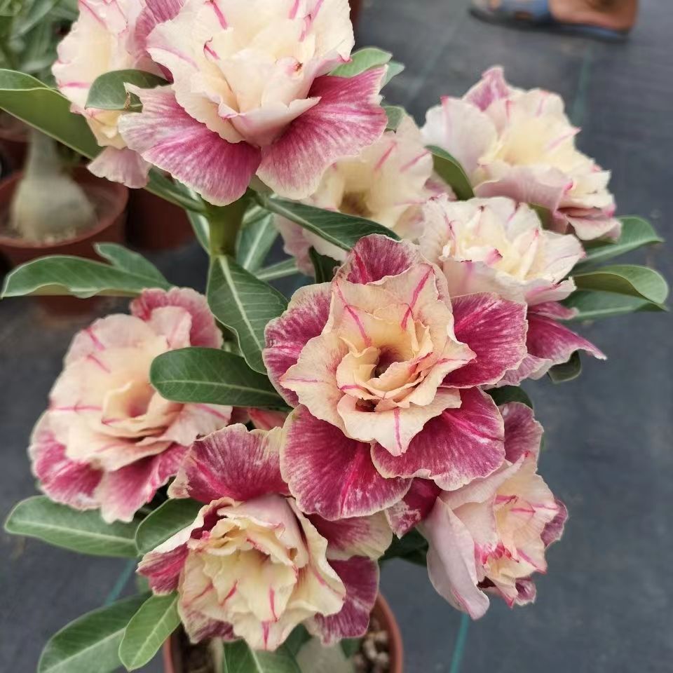 沙漠玫瑰基地直销嫁重瓣花色怪根老桩绿植盆栽喜阳耐旱老桩69