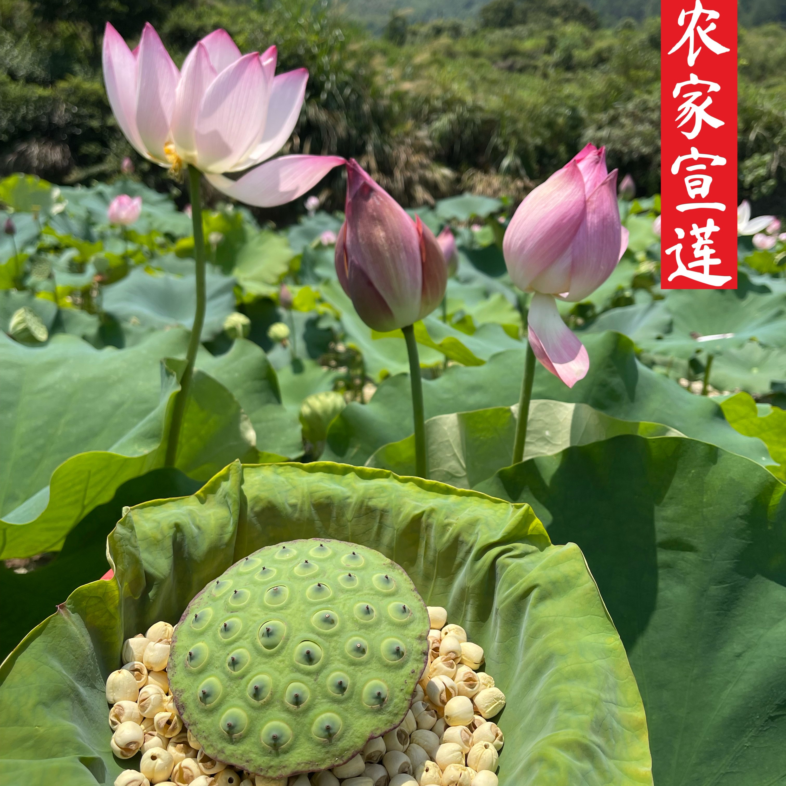 武义 高山精品宣莲300克-500克包邮