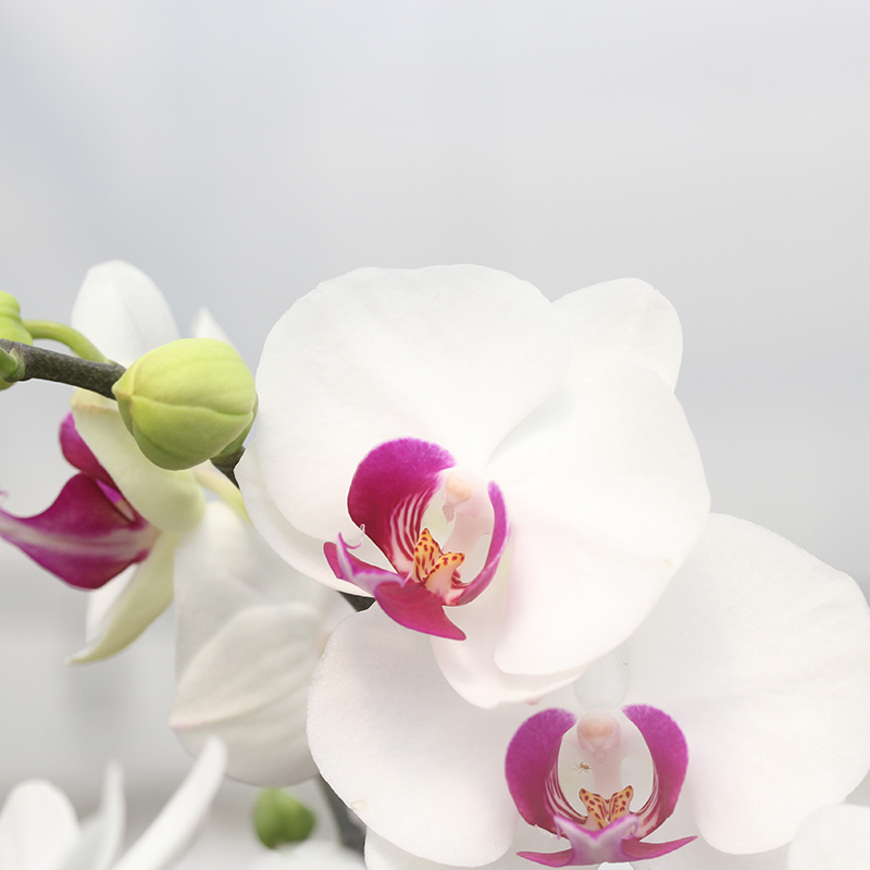 承与霖【一物一拍598】蝴蝶兰春节网红款高级定制礼物花