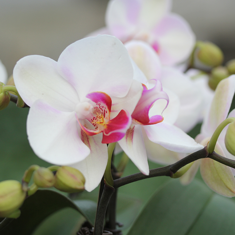 承与霖【一物一拍1780】蝴蝶兰喜庆颜色艺术组盆年宵花送礼花