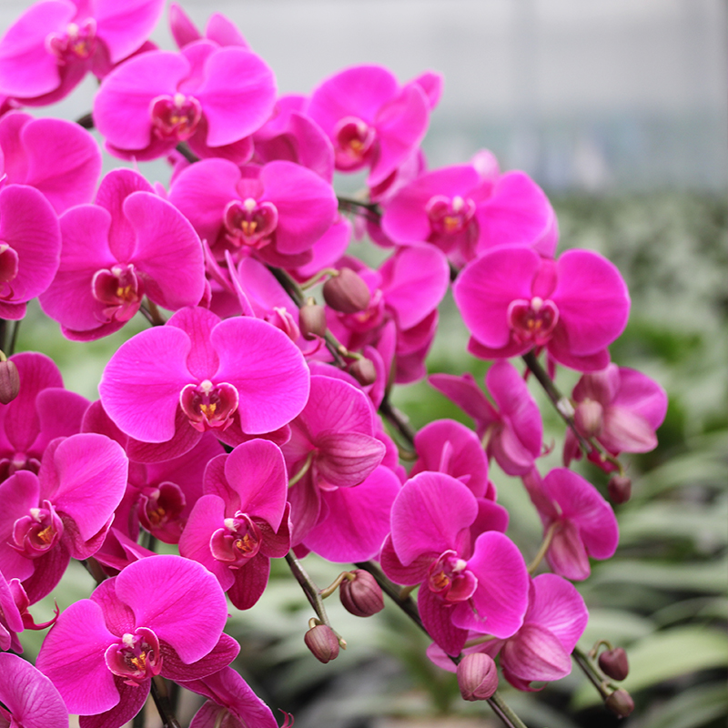 承与霖【一物一拍428】蝴蝶兰组盆元宵花送礼家居摆花