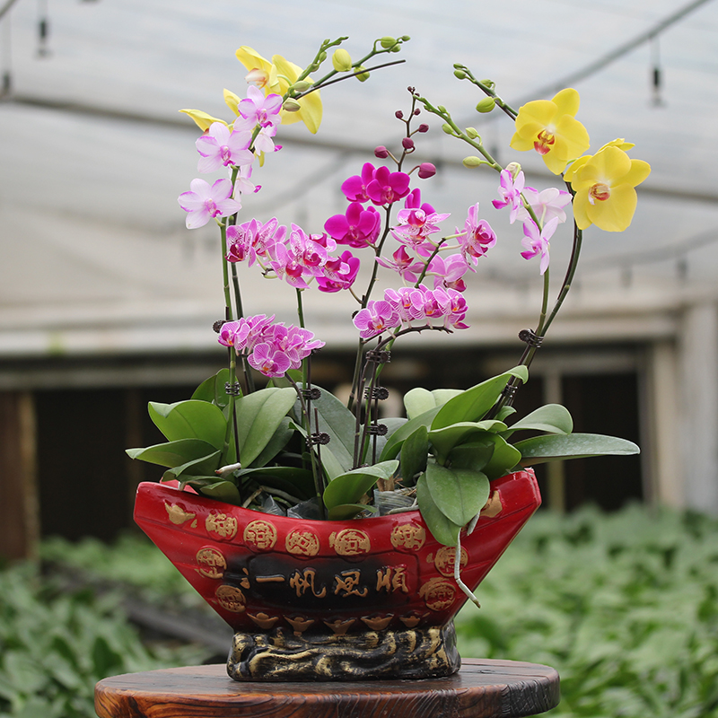 承与霖【一物一拍428】蝴蝶兰组盆元宵花送礼家居摆花