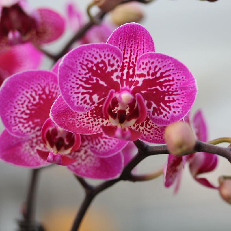 承与霖【一物一拍528】蝴蝶兰定制鲜花送礼家具公司摆放下单链接