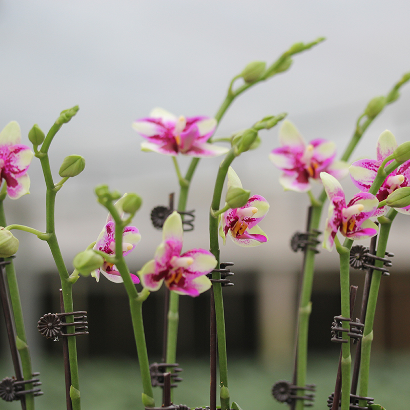 承与霖【一物一拍728】蝴蝶兰爱永流传手掌桌面花下单链接