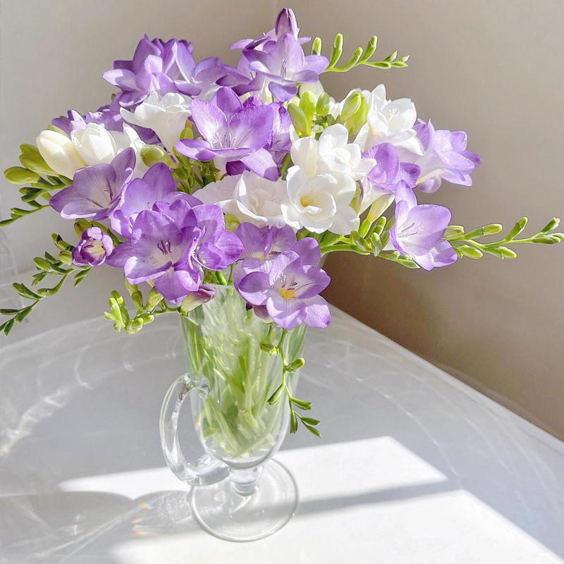 拉萨发货【香雪兰】小苍兰 清香味 多头室内水养瓶插鲜花