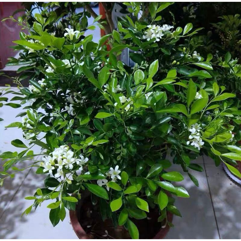 九里香花苗盆栽室内外浓香型花卉四季常青客厅芳香植物