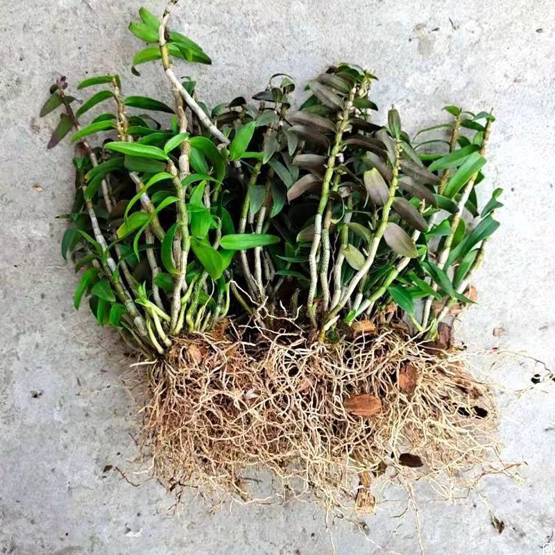 铁皮石斛苗三年苗开花室内外绿植花卉盆栽浙江雁荡山基地种植花苗