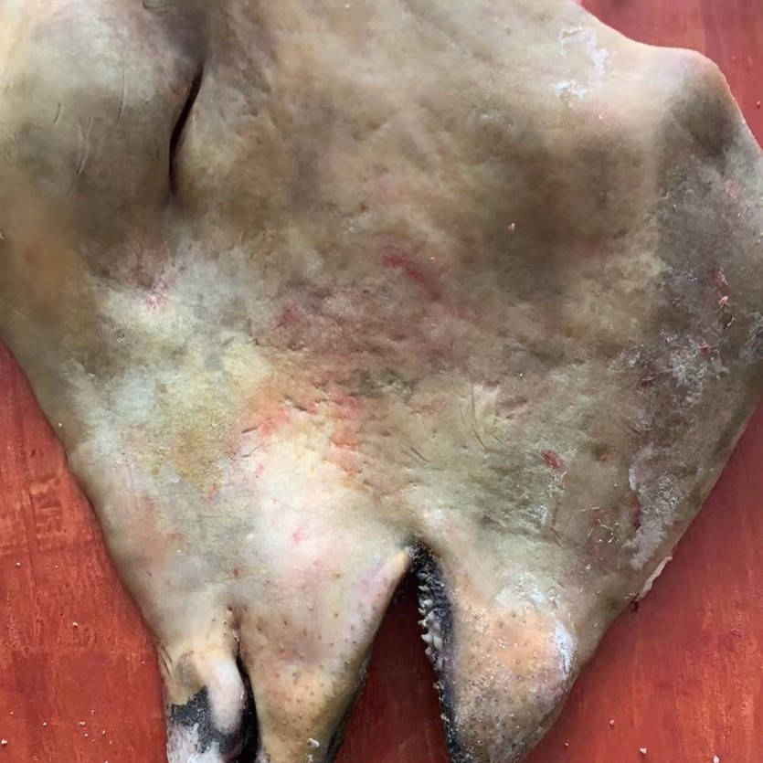 贵州土黄牛 牛头肉 带脸肉