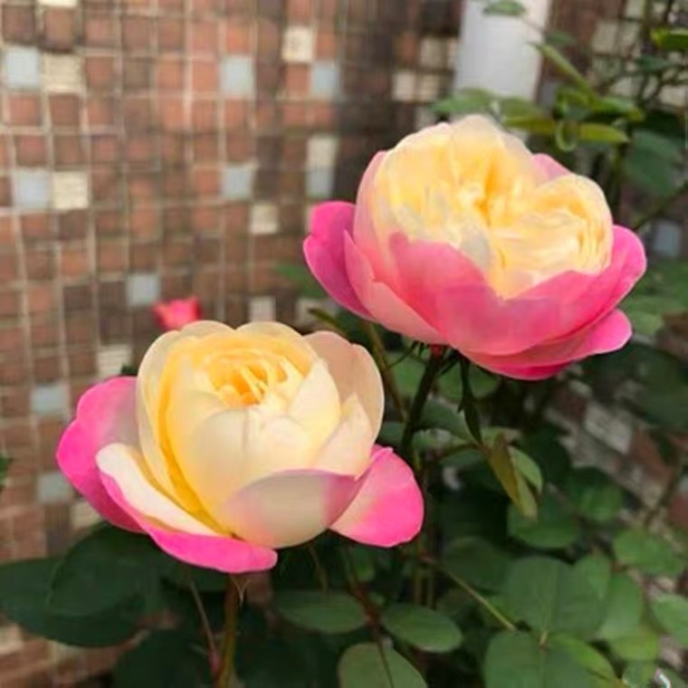 【3棵包邮】和室 灌木浓香 小苗