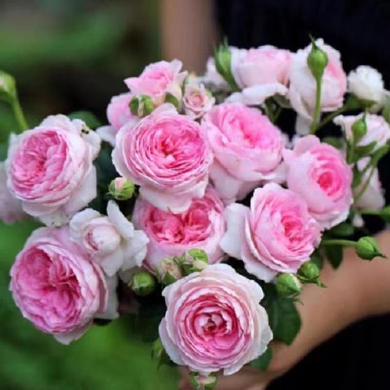 浓香月季花我的心灌木新手种植阳台盆栽花园庭院植物四季开花