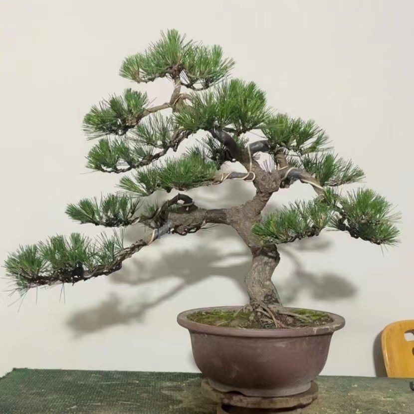 黑松等下单盆景一物一拍