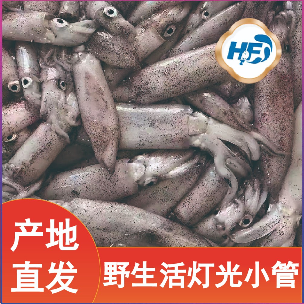 福建地区海鲜 野生灯光活小管 2500克 寄顺丰