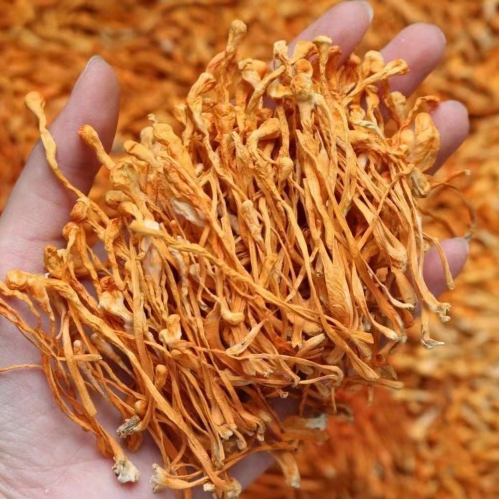 HAIQINTANG/海沁堂蛹草花散装煲汤料鱼胶滋补