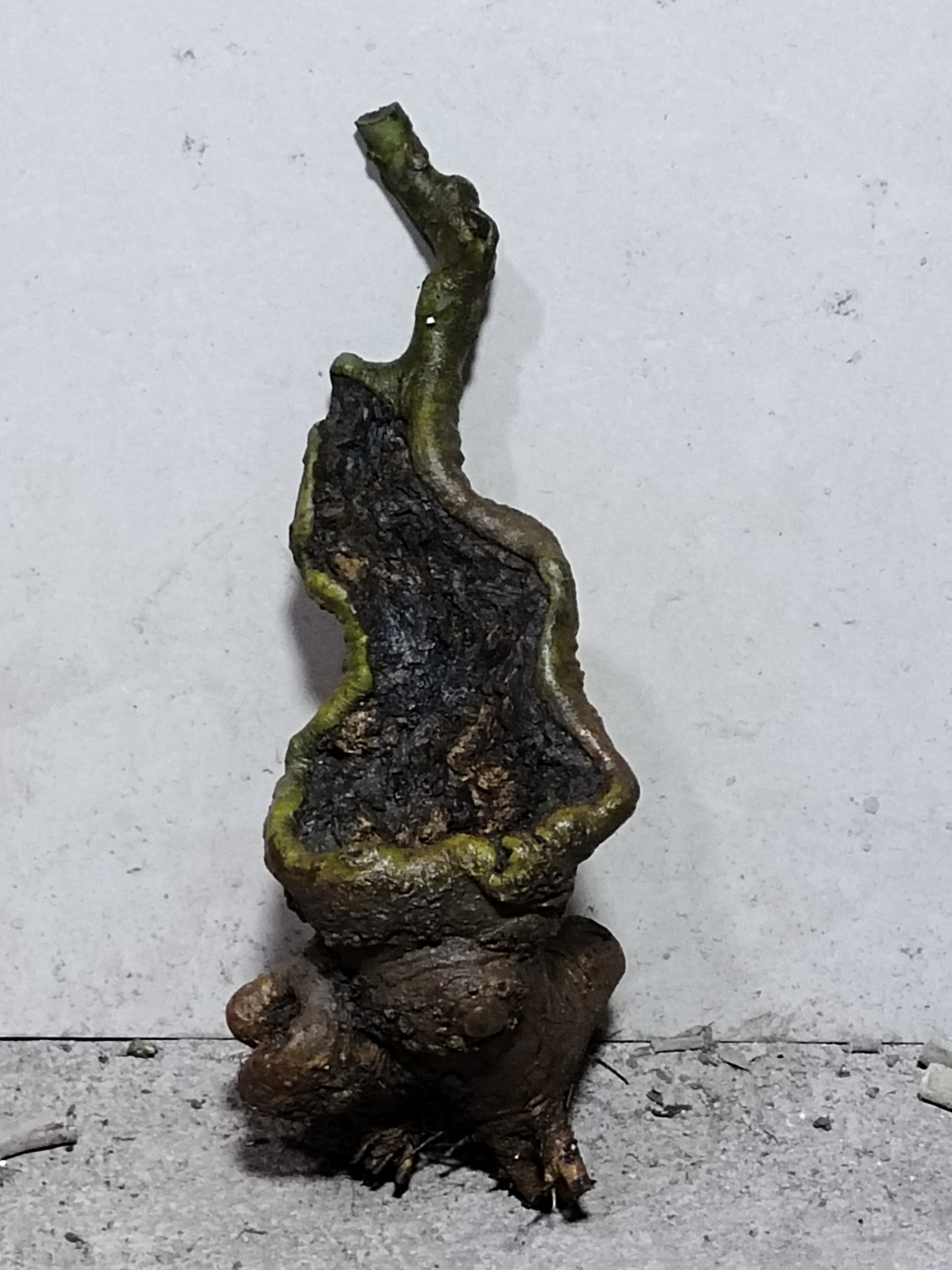 绿植多品种邮费补拍链接