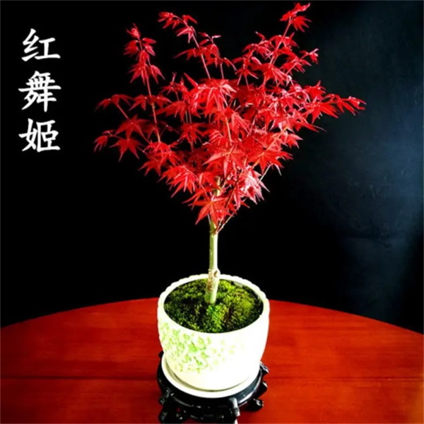 桂花盆栽金桂桂花四季桂桂花树苗枫树梅花盆栽