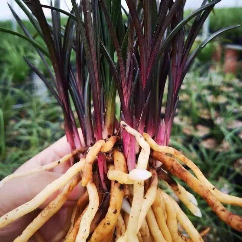 九寨沟蕙兰红香妃100红色兰花
