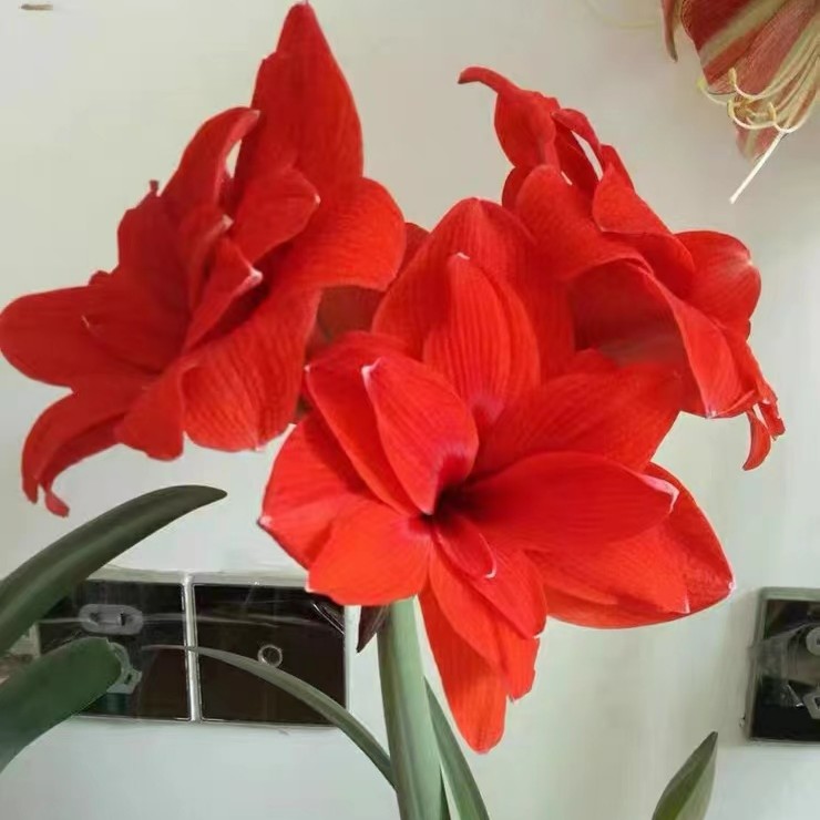 ~双龙~荷兰朱顶红复壮球