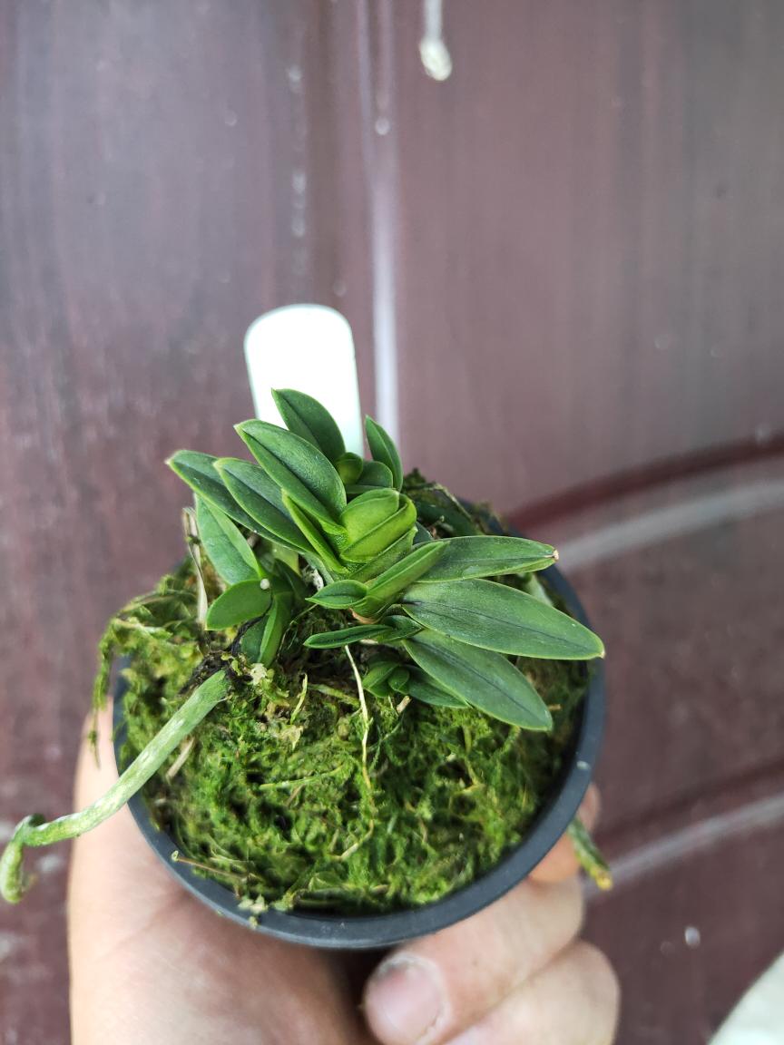 富贵兰，绿宝，浓香，豆叶丸系，迷你精致，附石附木，栀子花香！