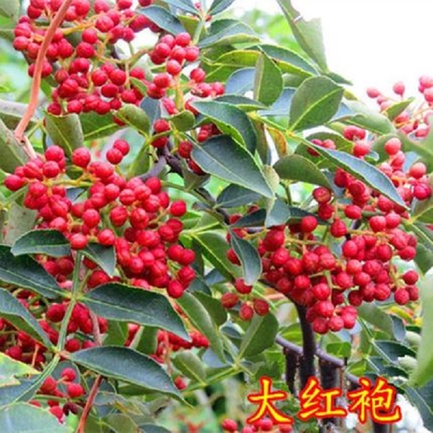 花椒苗树大红袍麻椒藤椒当年结果盆栽地栽大苗小苗花椒树苗花椒树