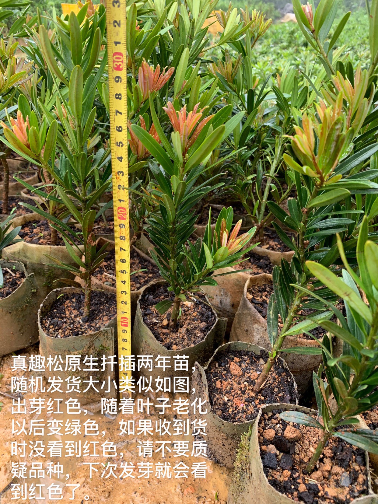 海岛真趣松两年原生苗