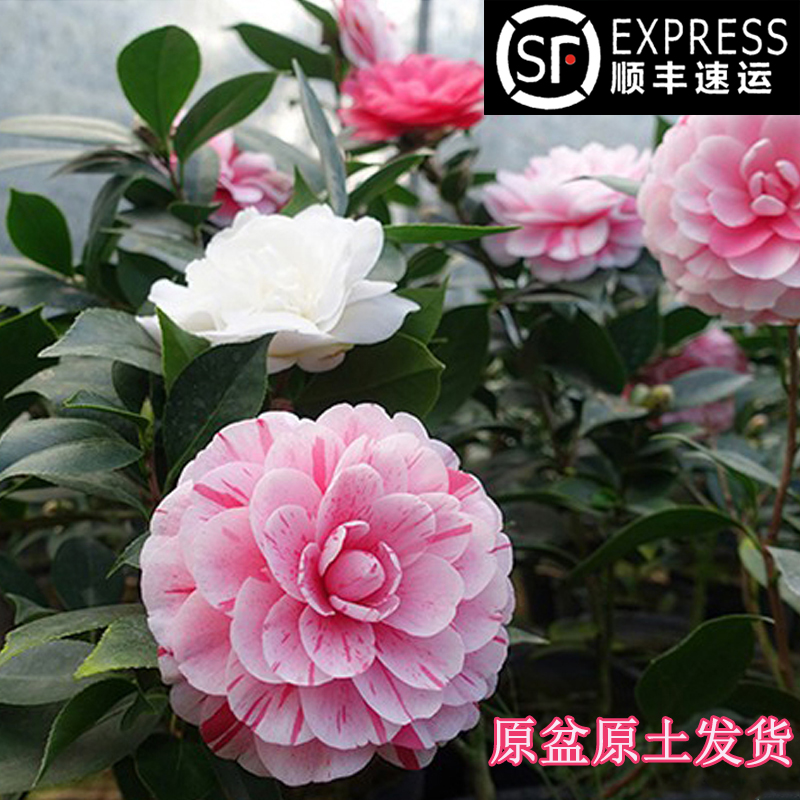 精品茶花基地直销品种茶花顺丰包邮多色茶花原土黄色原盆发货