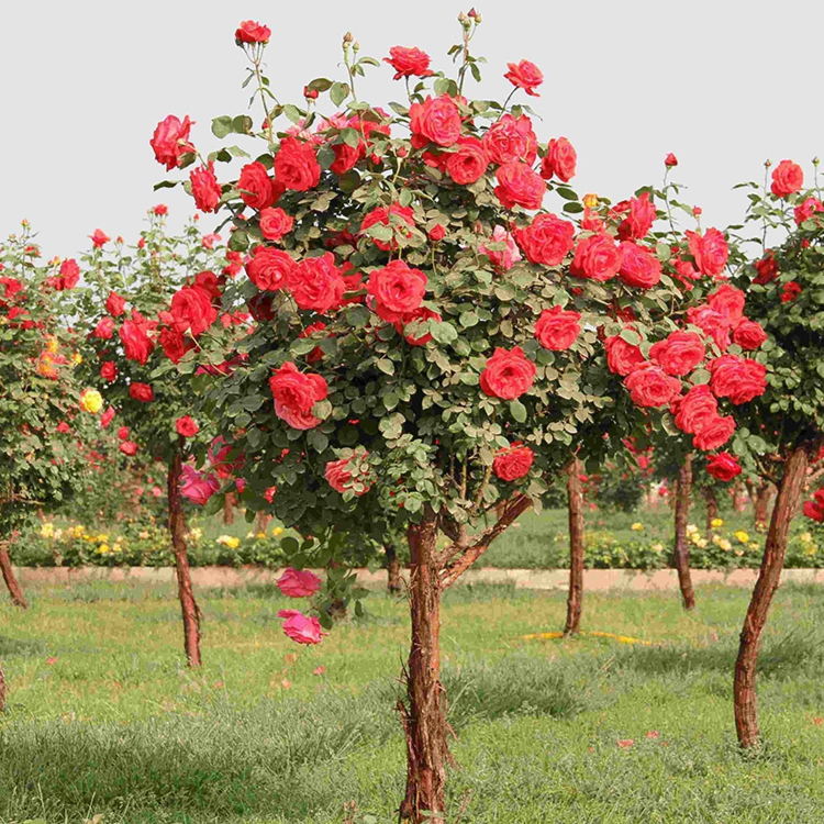 月季花树桩超长国月欧月蔷薇大花枝条庭院阳台别墅种植花重瓣开花