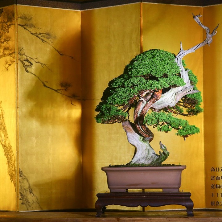 三十三松堂/高端盆景/杜鹃/黑松/真柏