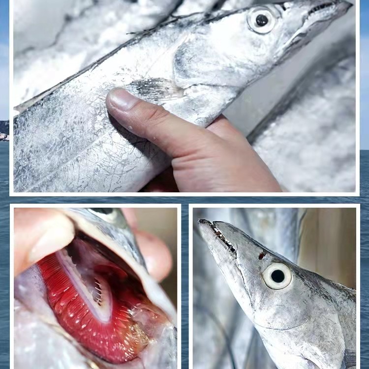 广东省汕尾港口大黄金带鱼青章带鱼鲜嫩新鲜食用