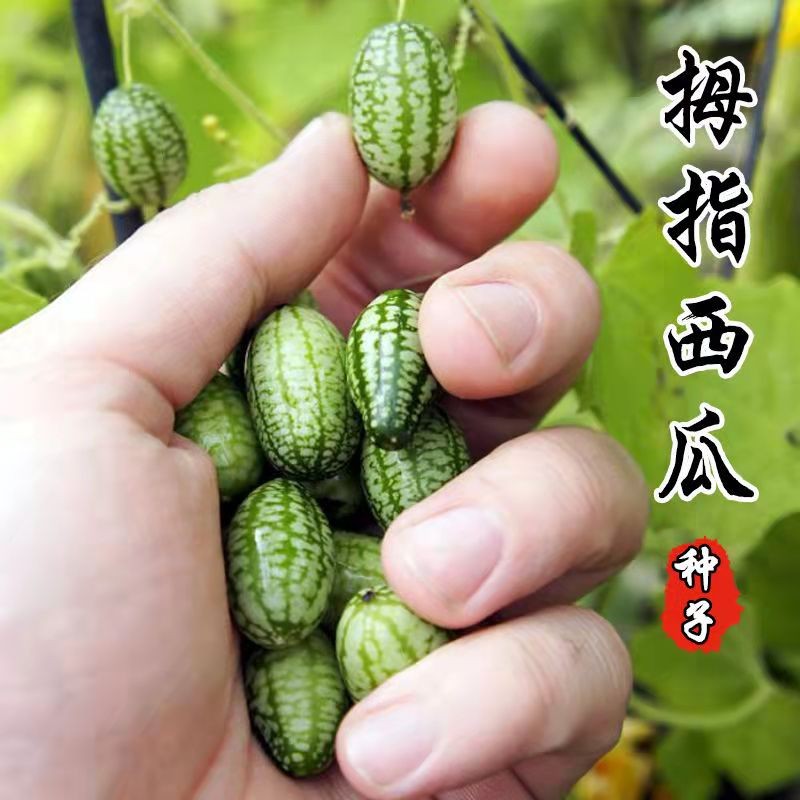 拇指小西瓜种子迷你西瓜香瓜甜瓜四季水果蔬菜种籽秧苗