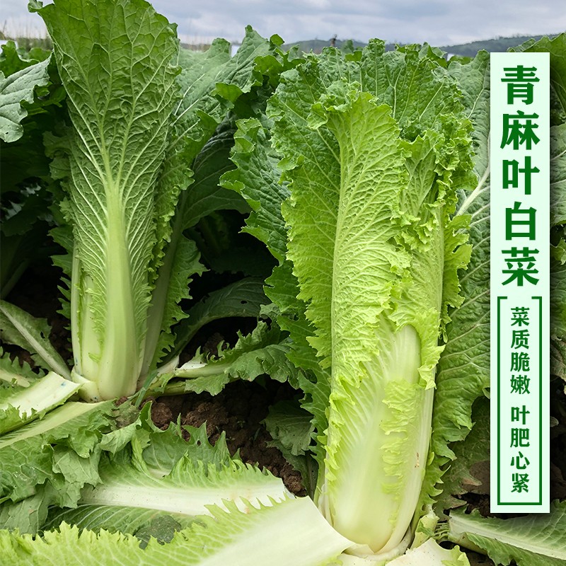 天津青麻叶大白菜种子绿直筒高帮高产抗病大田秋季蔬菜种籽