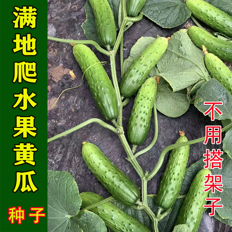 爬满地水果旱黄瓜种子甜脆高产四季黄瓜种籽孑蔬菜阳台盆栽