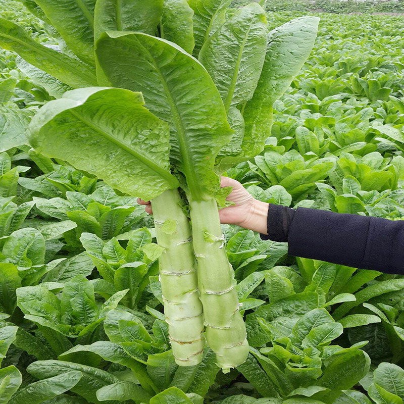 四季绿莴笋种子春秋耐热抗寒紫皮莴苣蔬菜种籽简单