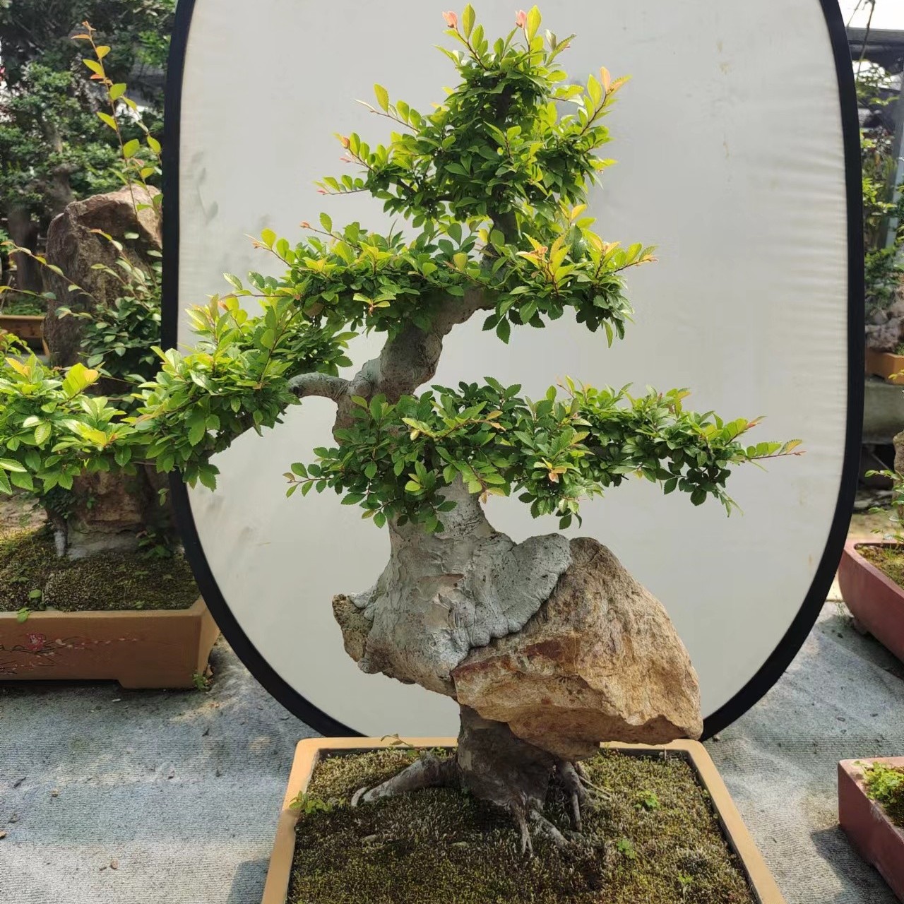 一物一拍小叶榔榆对节白蜡黑松黄杨冬红果济州真柏树石榴精品盆景