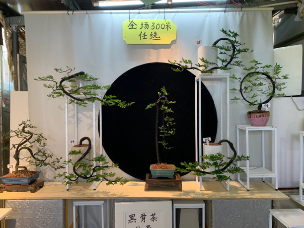 精美黑骨茶盆景⋯