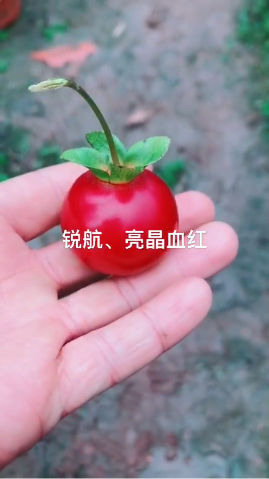 锐航金弹子拍桩付米专用