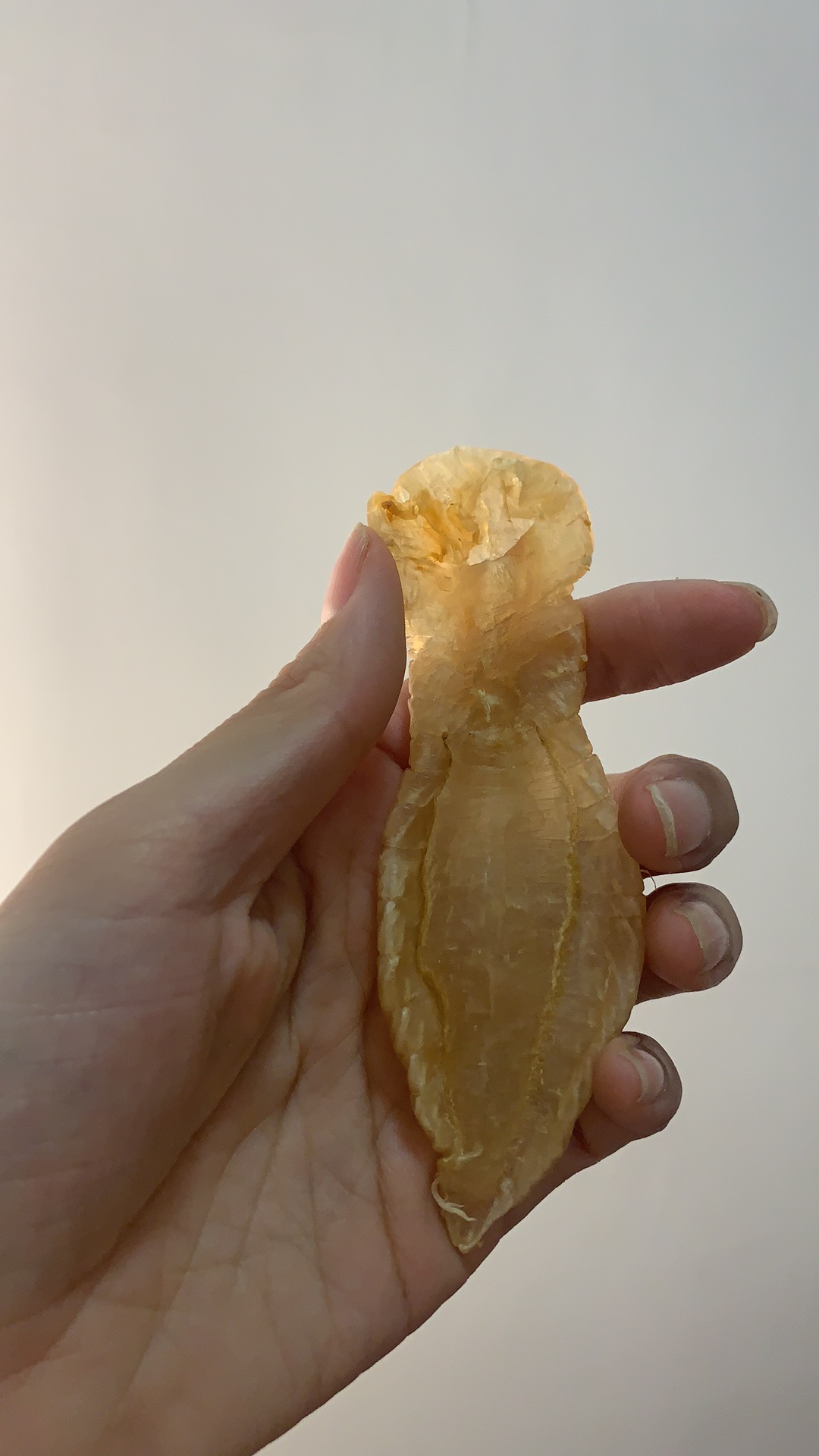 广东溪沃1一500g包邮