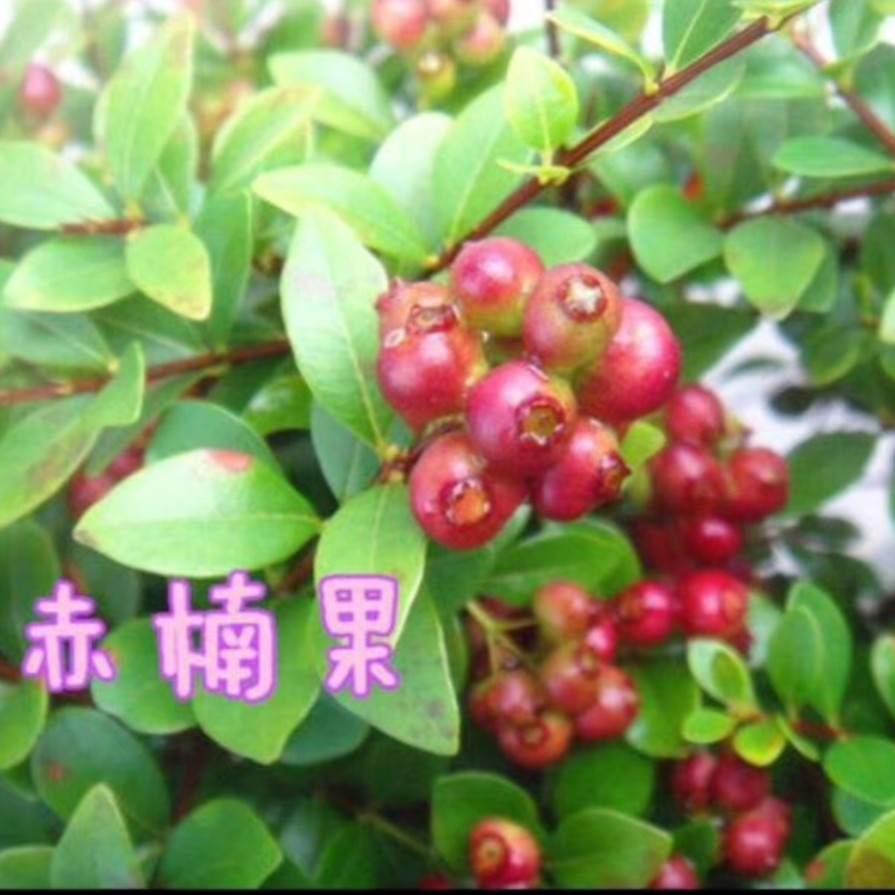树桩盆景阳台盆栽办公室桌面绿植