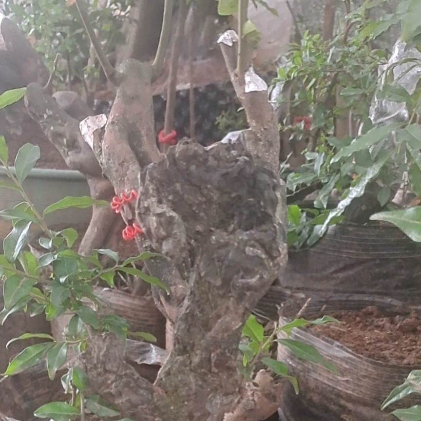 金蛋子下单处 一物一拍