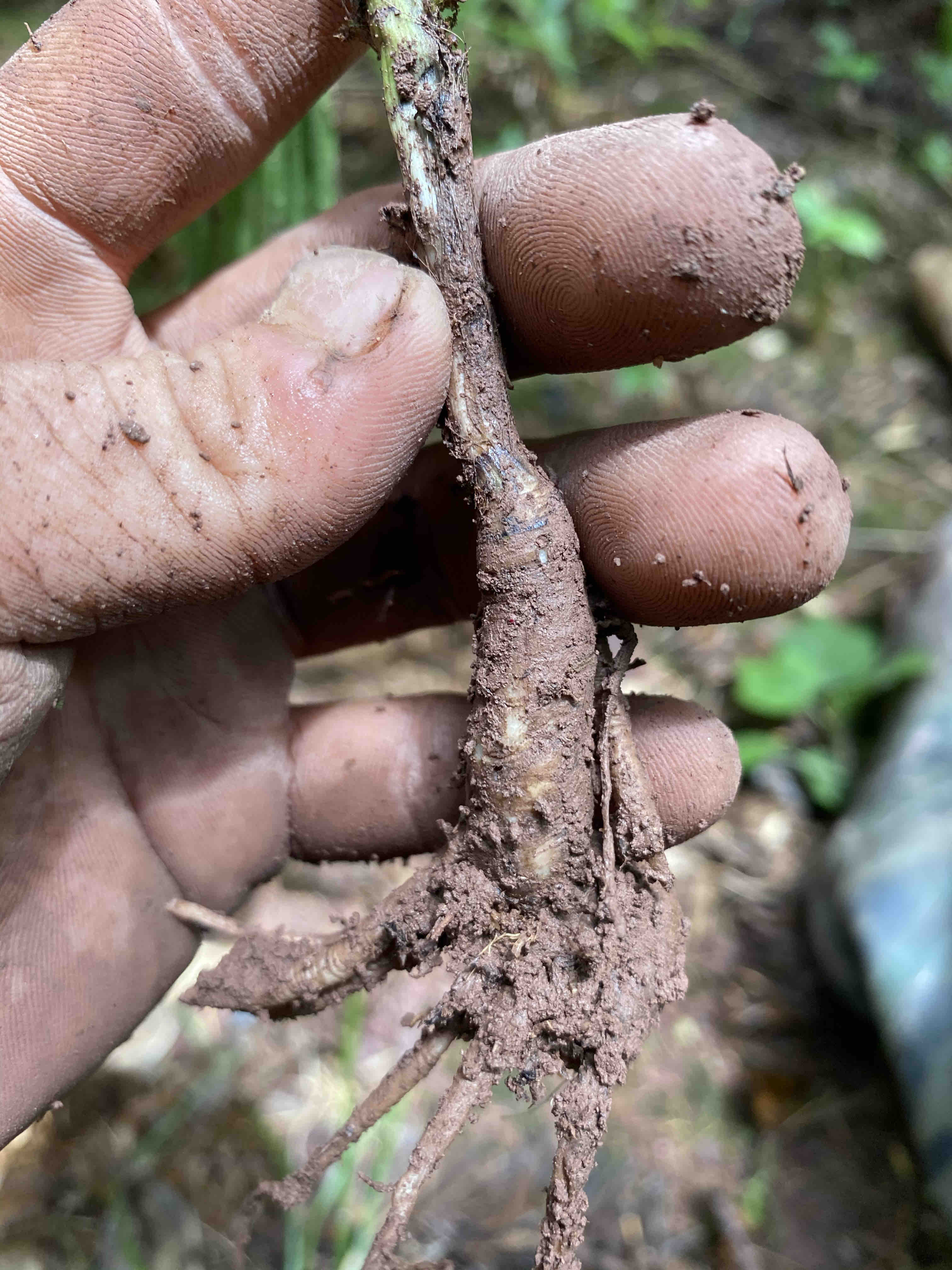 先毛根茎新鲜现挖500克