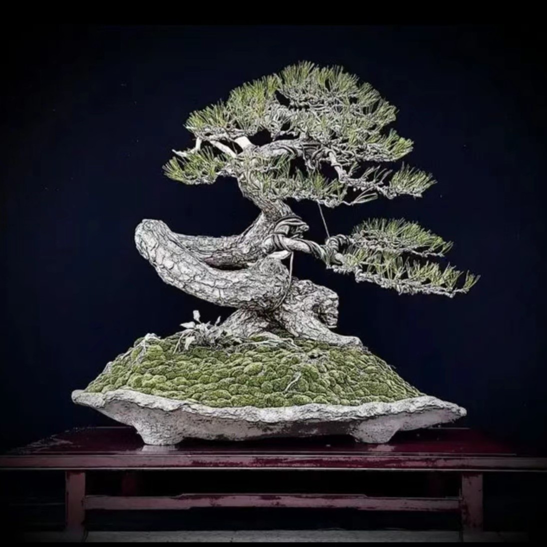 黑松，五针松，三河黑松，济州真柏一物一拍盆景树桩老桩盆景盆栽