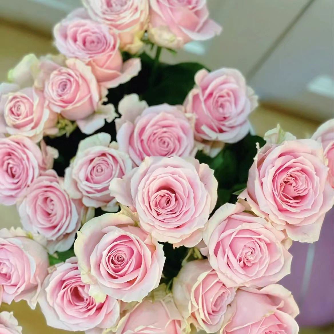 粉红雪山单头玫瑰粉色系水培鲜花