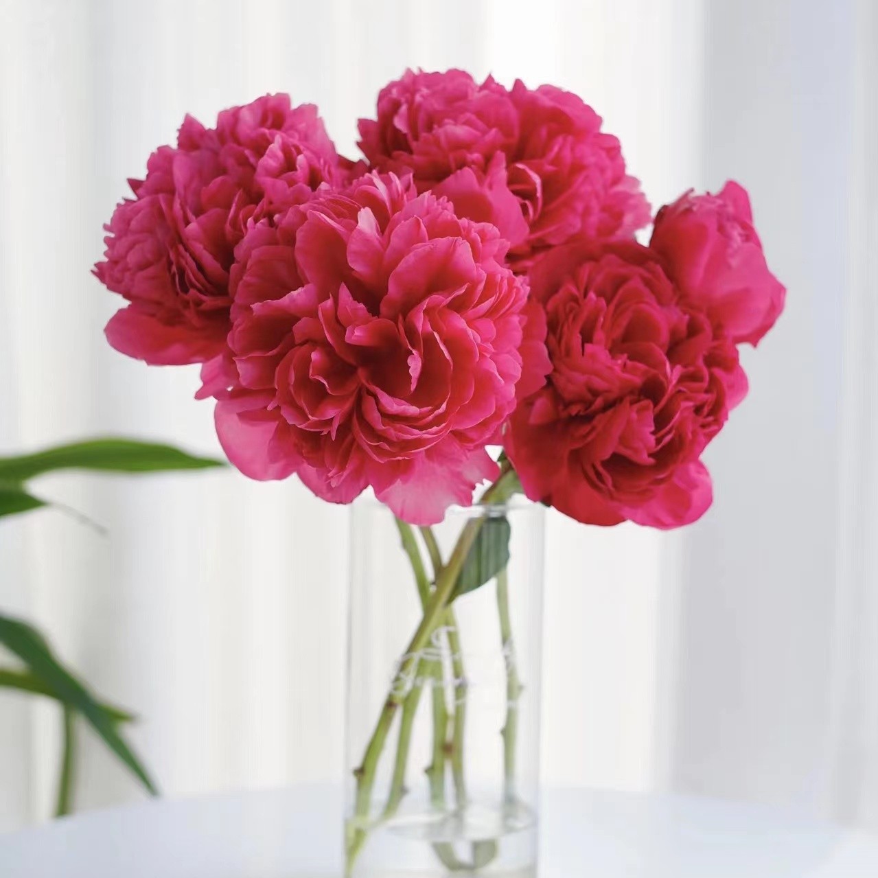 御前表演芍药-会逐渐变色需放阴凉处养护不能吹风怕高温怕热