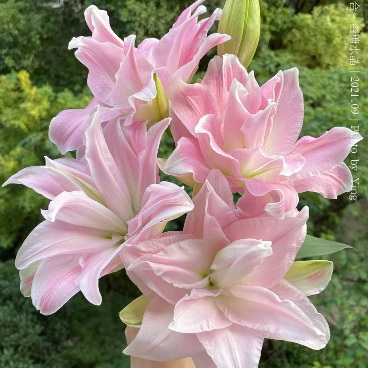 蜜糖水晶重瓣百合又名贵妃百合浅粉渐变有香味