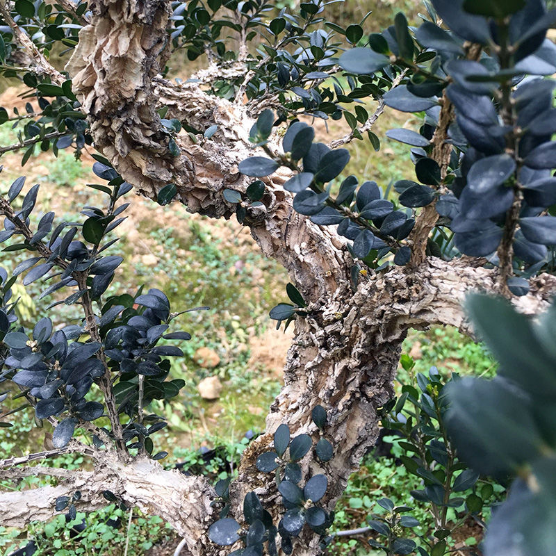 福建皱皮雀舌黄杨龙鳞黑珍珠黄杨