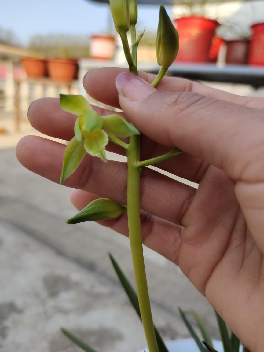 伏牛山栾川惠兰素心