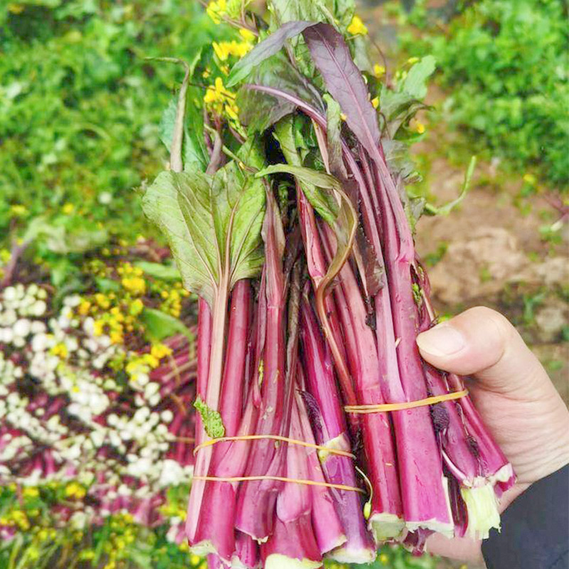 金秋红二号菜苔种子四季阳台盆栽农家蔬菜孑
