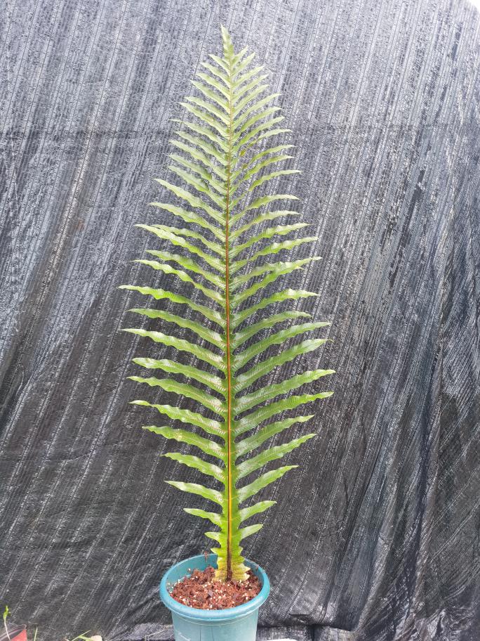 王冠蕨网红绿植盆栽