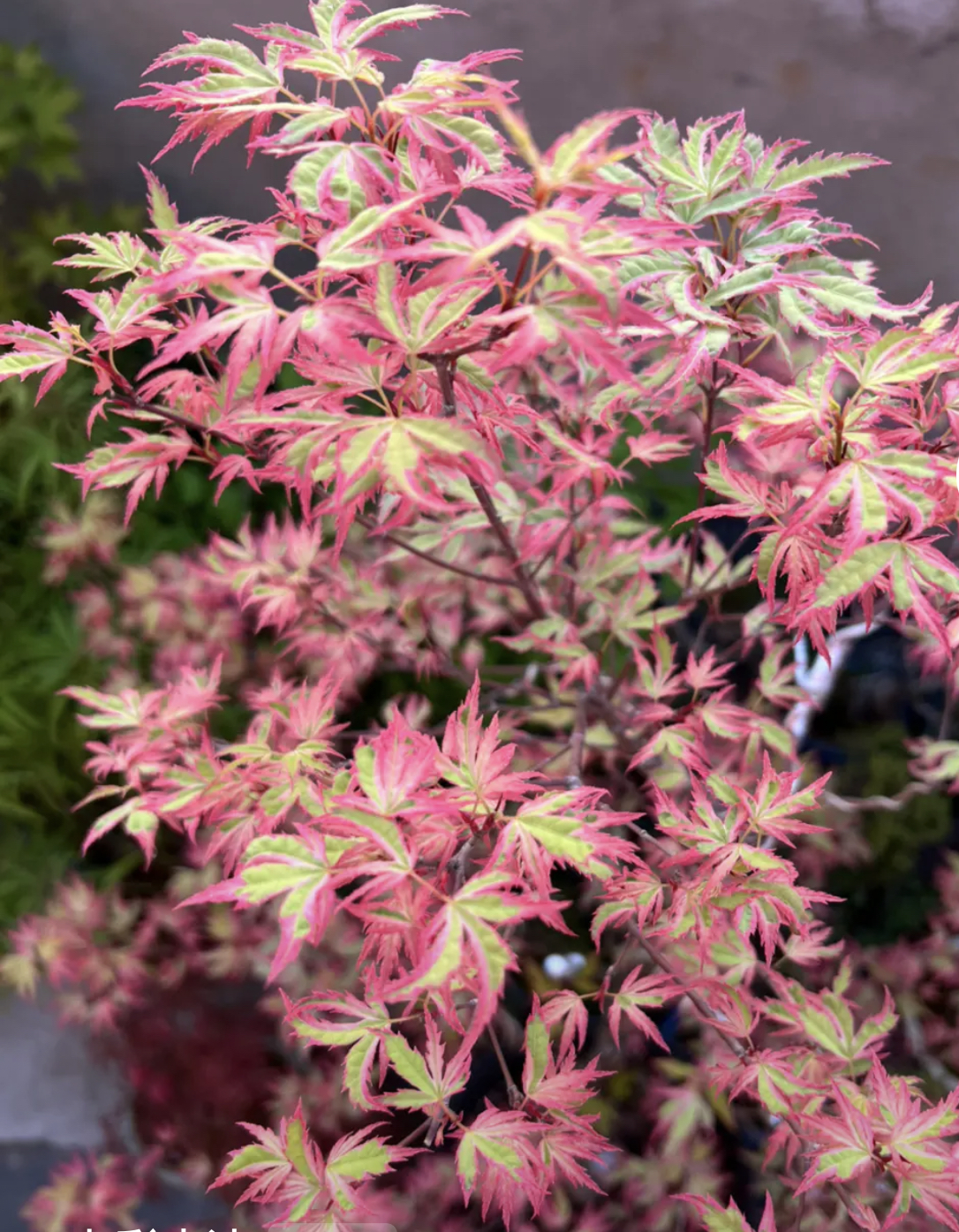 花吹雪枫树 彩色系列枫树花吹雪色彩鲜明红枫