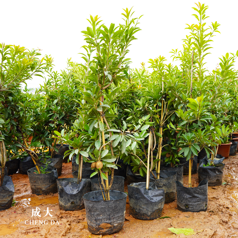 人心果苗树苗珍贵树苗庭院盆栽矮化特大南方四季果苗带土带果发货