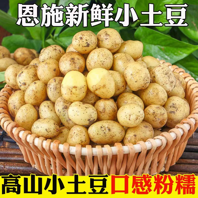 【张家界优选】恩施小土豆现挖新鲜黄心土豆3/9斤迷你马铃薯洋芋